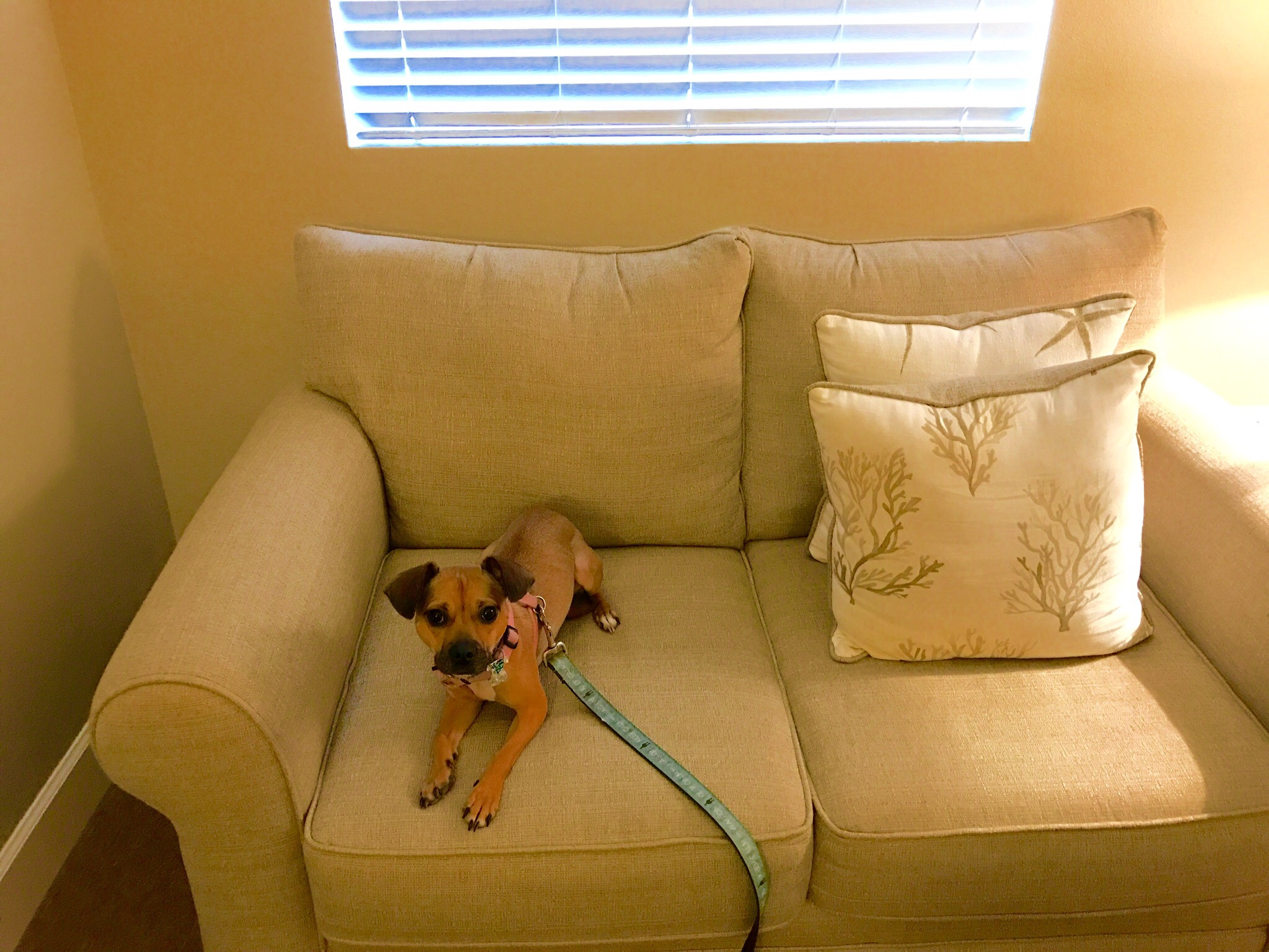 Does Your Shrink Have a Therapy Dog? Karmon Sears Psyd, LLC